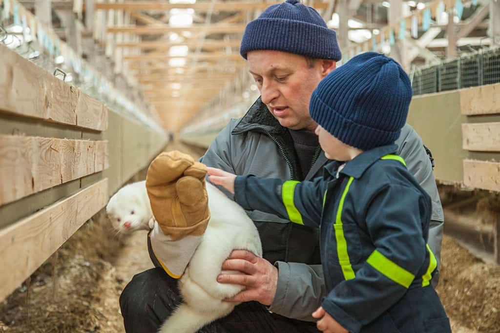 Newfoundland-mink-farmer